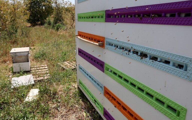 Le kibboutz utilise une nouvelle technologie de ruche intelligente pour faire bourdonner ses abeilles