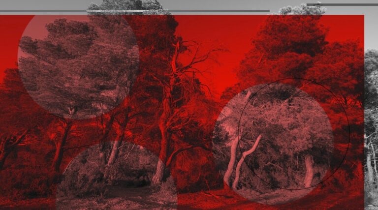 Espèces envahissantes, protestations et incendies de forêt : Comment planter un arbre en Israël est devenu controversé