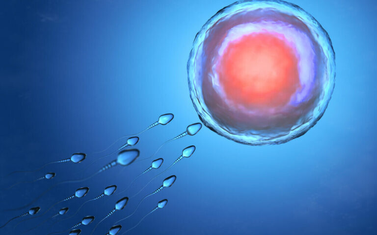 En percée, un laboratoire de Jérusalem affirme que des œufs humains plus âgés peuvent redevenir jeunes