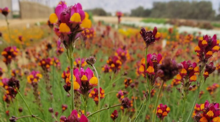 Comment Israël mène le monde dans la relance des colonies d'abeilles - au milieu du désert