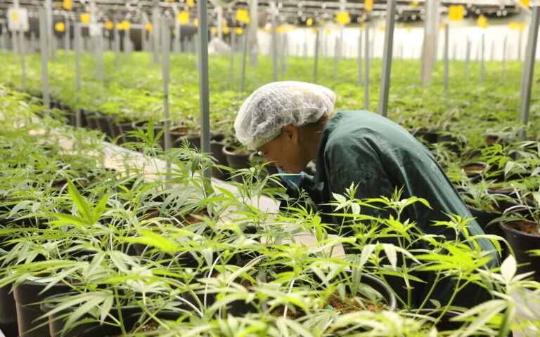 Teva fait sa première incursion dans le secteur du cannabis médical, avec un nouvel accord de distribution