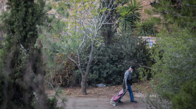 Israël va planter 450 000 arbres dans les villes pour contrer les effets du changement climatique