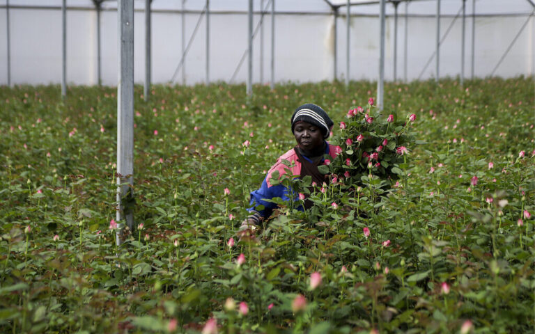 A farm worker cuts roses to be thrown away due to a pandemic market slump at Maridadi Flowers farm in Naivasha, Kenya, March 19, 2020. (AP Photo/Patrick Ngugi)