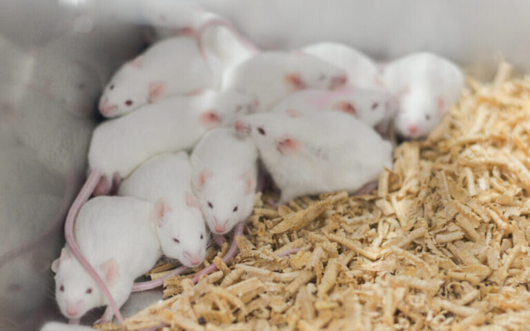 Un laboratoire israélien élève des souris mutantes hyperactives pour développer des médicaments contre le TDAH