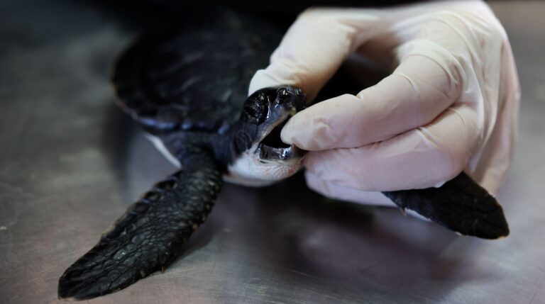 La marée noire présumée pourrait être la pire de l'histoire d'Israël