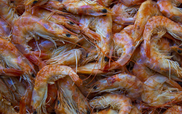 ViAqua lève 4,3 millions de dollars pour des aliments à base d'ARN pour lutter contre la maladie des crevettes