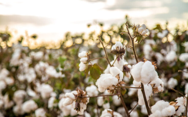 La start-up de surveillance des cultures PlanetWatchers lève 3,5 millions de dollars auprès d'investisseurs