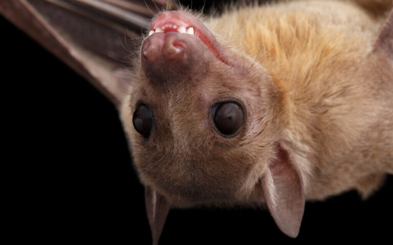 Les chauves-souris malades s'auto-isolent, aidant à éviter les crises de type COVID - étude israélienne