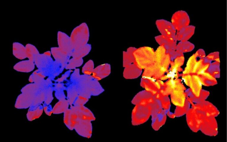Des pommes de terre qui brillent lorsqu'elles sont stressées : les scientifiques puisent dans les tubercules en difficulté