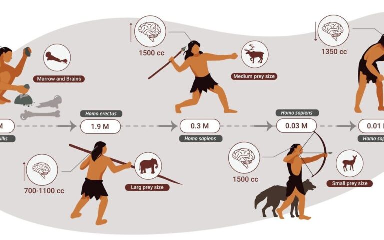 Pendant 2 millions d'années, les humains ont mangé de la viande et rien d'autre - étude