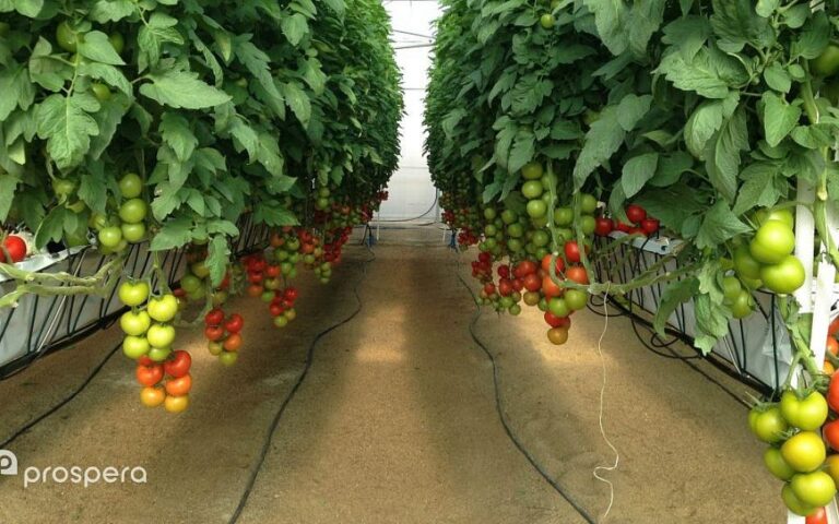 La start-up israélienne Agtech Prospera rachetée par la société américaine Valmont pour 300 millions de dollars