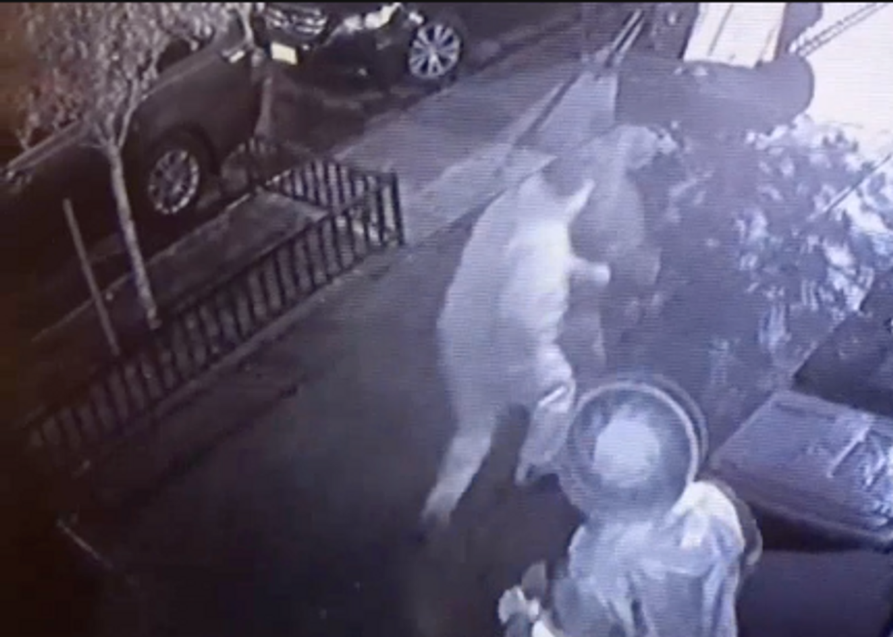 Un homme accusé de crime de haine pour avoir frappé un juif hassidique à Brooklyn