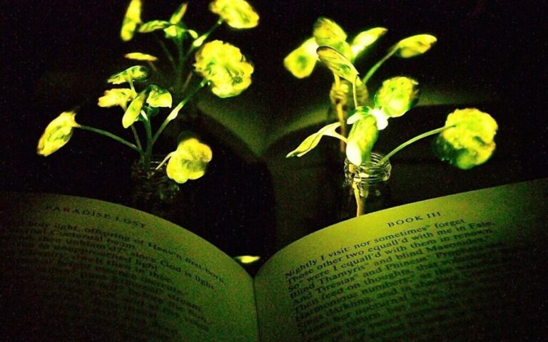 A light emitting watercress. (Seon-Yeong Kwak/MIT)