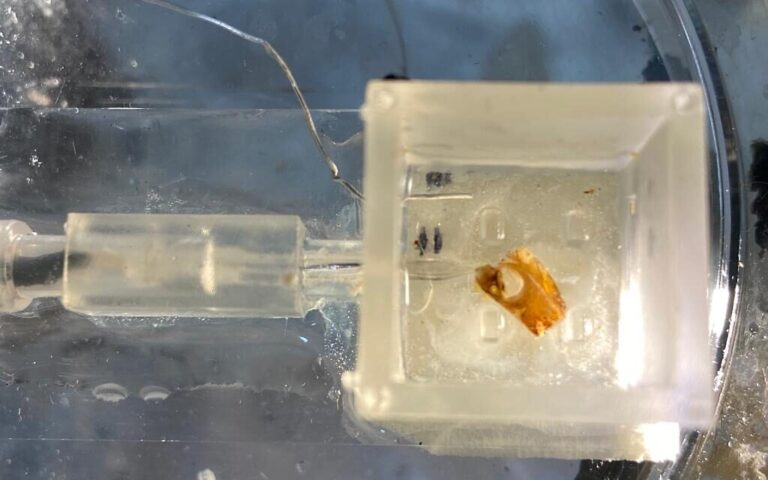 Des Israéliens filent une oreille de criquet à un robot, pionnier de la technologie mi-animal mi-machine