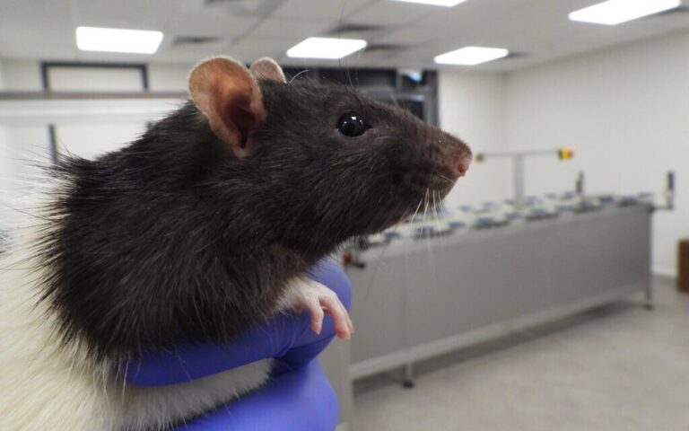 Le laboratoire affirme qu'il apprend aux rats à détecter le cancer du poumon avec une précision de 93 % en reniflant l'urine