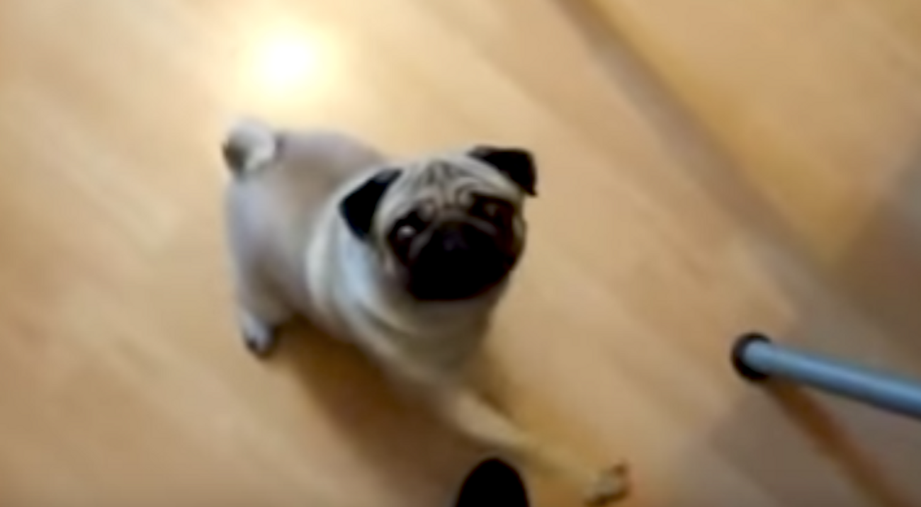 Un homme entraîne un chien à exécuter le salut « Heil Hitler » et fait face à une accusation de crime de haine