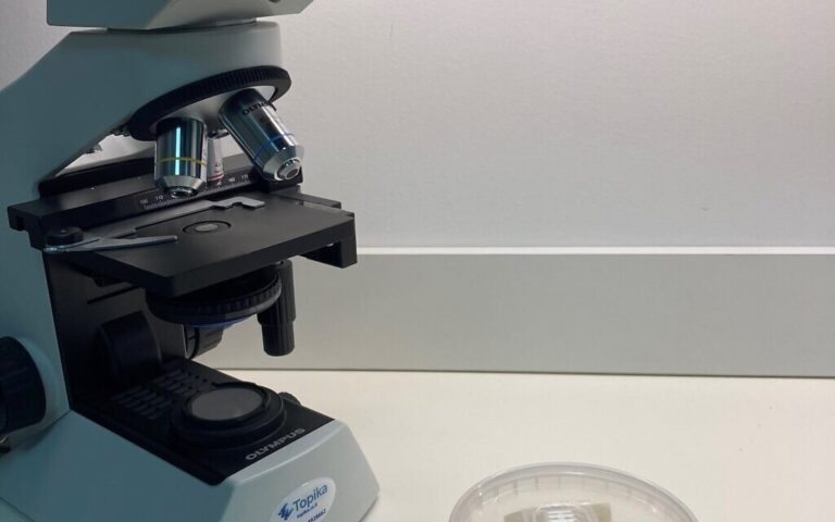 Une start-up israélienne récolte 2 millions de dollars pour utiliser des champignons dans des emballages plastiques respectueux de l'environnement