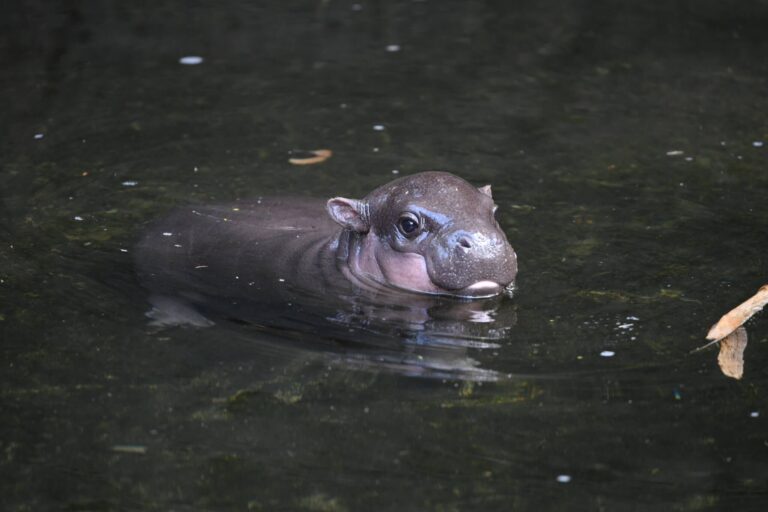 Les bébés hippopotames ressemblent à des pommes de terre – c'est pourquoi celui-ci s'appelle Latke
