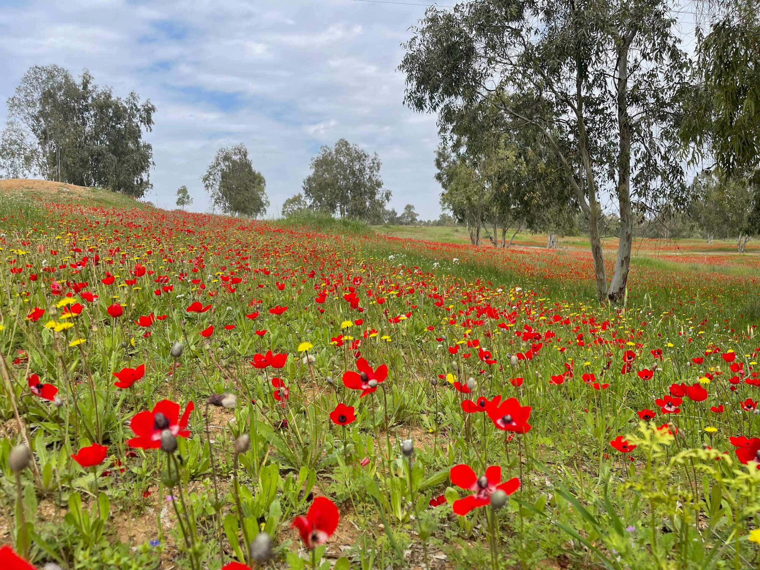Les fleurs sauvages en temps de guerre attirent peu de visiteurs : « Maintenant, tout ce à quoi leur rouge me fait penser, c'est du sang »