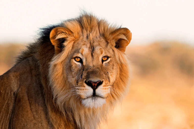 Pourquoi l'attaque d'Israël contre l'Iran est-elle appelée «lion montant» - et qu'est-ce que la Bible a à voir avec cela?