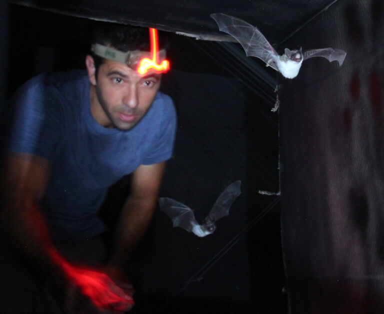 Pour le plus grand chiroptérologue d'Israël, chaque chauve-souris est une mitsva