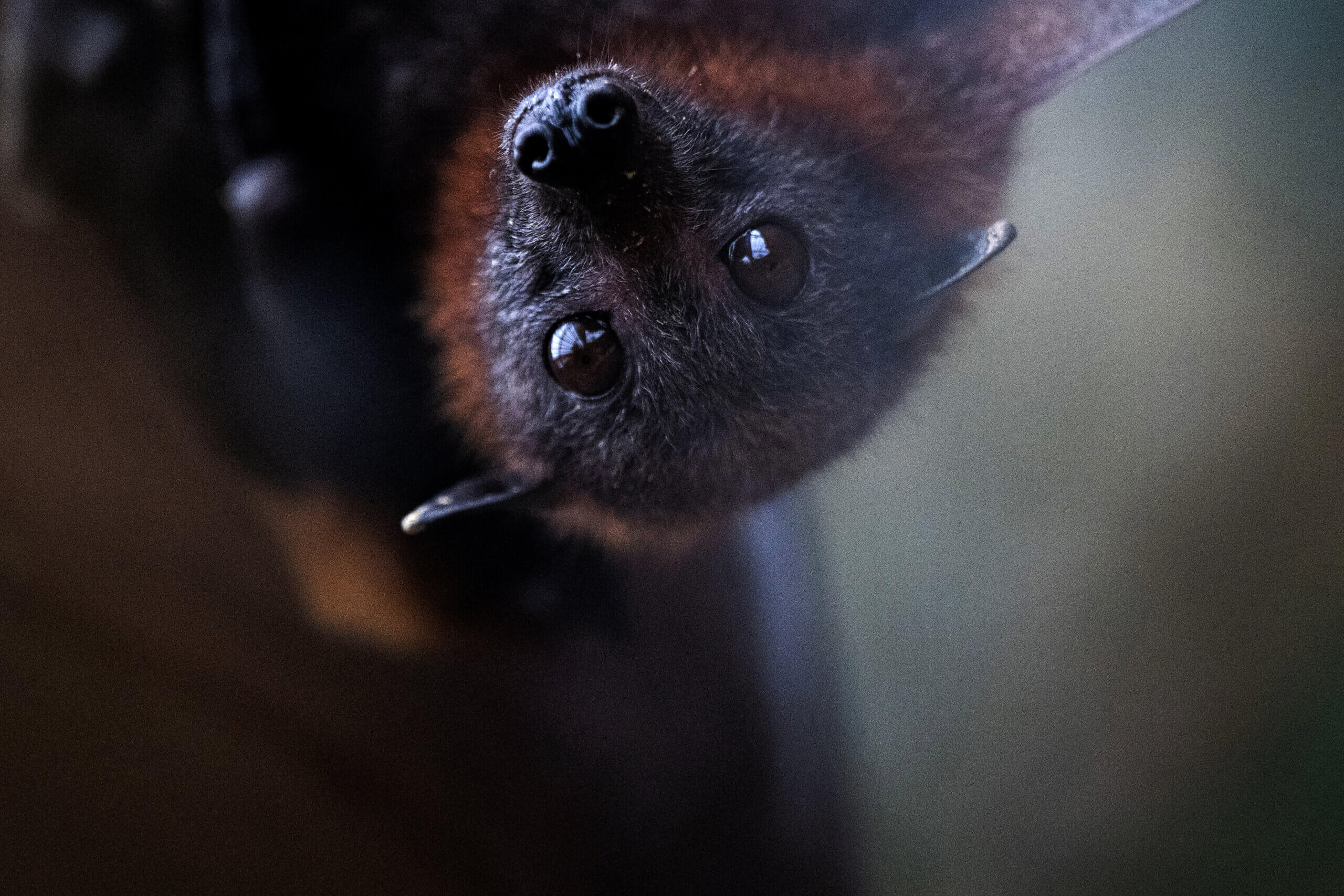 Ce philosophe juif sait que nos politiques sont absurdes – et pourquoi c'est une bonne chose