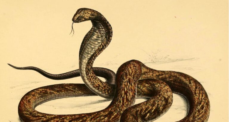 Les Juifs avaient l'habitude de conjurer esprits et serpents en biélorusse