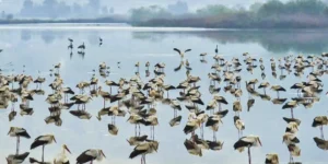 Les premières grues de la saison arrivent au lac Hula en Israël