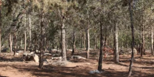 Démineurs près de Beit Shemesh : munitions non explosées présumées