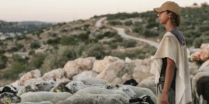 Samarie : un troupeau volé retrouvé dans un village palestinien